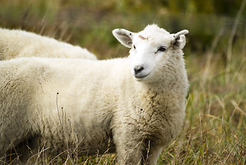 Image showing Sheep Ranch Livestock Farm Animal Grazing Domestic Mammal