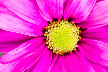 Image showing Dyed Daisy Flower White Orange Petals Green Carpels Close up