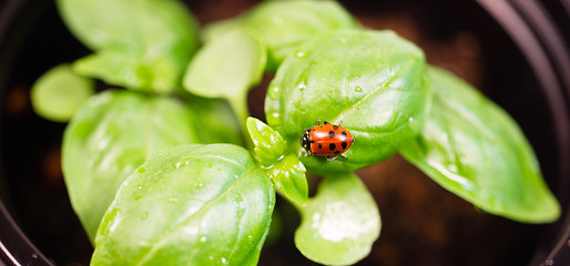 Image showing New Start PLant Sweet Basil Herb Leaf Ladybug Insect 