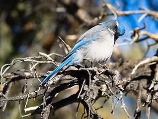 Image showing Scrub Jay Blue Bird Great Basin Region Animal Wildlife