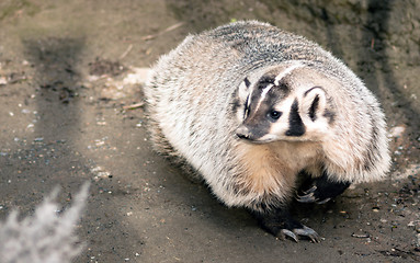 Image showing North American Short Legged Badger Wild Animal Mustelidae Family