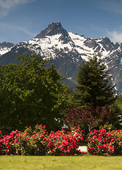 Image showing Whitehorse Mountain Rhododendrons Cascade Mountains Washington V