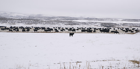 Image showing Domestic Farm Animals Cows Winter Landscape Frozen Country Farm