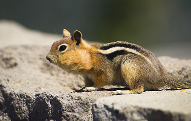 Image showing Wild Animal Chipmunk Stands Eating Filling up For Winter Hiberna