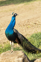 Image showing Peacock Male Bird Standing Soaking Sun on Rock Wild Animal