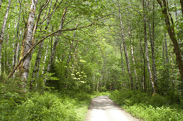 Image showing Sunlight Reaches Deep Forest Trail Fire Road Wilderness Woods