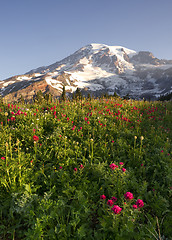 Image showing Late Summer Wildflowers Mt. Rainier National Park Skyline Trail