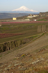 Image showing Fruit Orchards Washington Countryside Mount Hood Cascade Range V