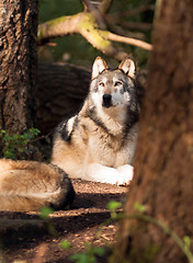 Image showing North American Timberwolf Wild Animal Wolf Canine Predetor Alpha