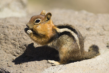 Image showing Wild Animal Chipmunk Stands Eating Filling up For Winter Hiberna