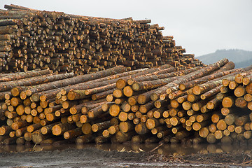 Image showing Lumber Mill Log Pile Wood Tree Trunks Waiting for Processing