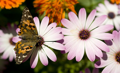 Image showing Painted Lady