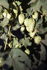 Image showing Hops Plants Buds Growing in Farmer's Field Oregon Agriculture