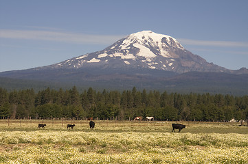 Image showing Grazing Cattle Ranch Countryside Mount Adams Mountain Farmland L