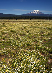 Image showing Grazing Cattle Ranch Countryside Mount Adams Mountain Farmland L