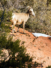 Image showing Wild Animal Alpine Mountain Goat Sentry Protecting Band Flank Fo