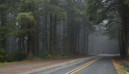 Image showing Through the Woods