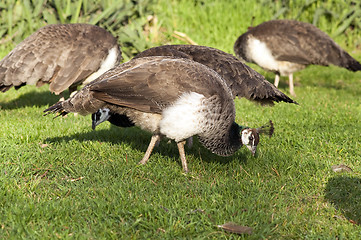 Image showing Peafowl Female Peacock Flying Birds Grazing Feeding Wild Animals