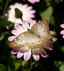 Image showing White Peacock