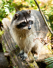 Image showing Wild Animal Raccoon Foraging Fallen Logs Nature Wildlife Coon Om