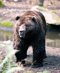 Image showing Brown Grizzly Bear Stands Observing North American Animal Wildli