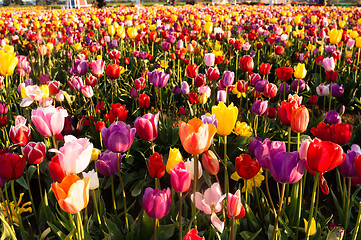 Image showing Neat Rows Tulips Colorful Flower Petals Farmer's Bulb Farm