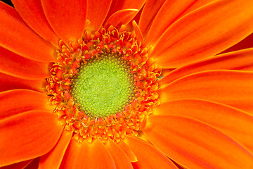 Image showing Gerbera Flower Orange Yellow Petals Green Carpels Close up