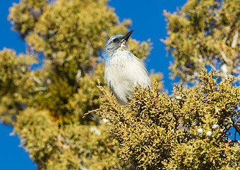 Image showing Scrub Jay Blue Bird Great Basin Region Animal Wildlife