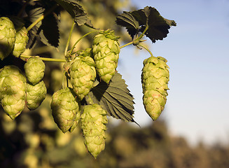 Image showing Hops Plants Buds Growing in Farmer's Field Oregon Agriculture