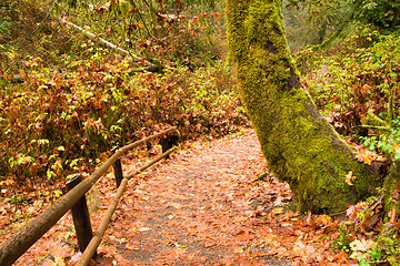 Image showing Marked Path Rainforest Trail Pacific Northwest West Coast