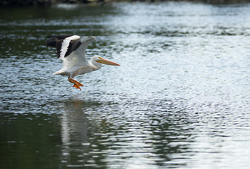 Image showing Pelican Bird Amimal Wildlife Flies into Landing Lake Klamath