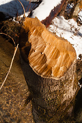 Image showing Tree Stump Cut Off Beaver Teeth Carving Winter Outdoor