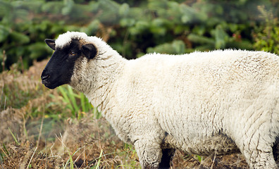 Image showing Sheep Ranch Livestock Farm Animal Grazing Domestic Mammal