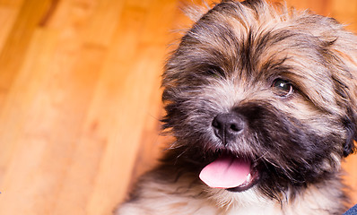 Image showing Tibetan Lhasa Apso Small Canine Dog Breed Furry Animal Creature