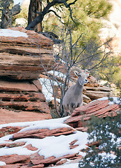 Image showing Wild Animal Alpine Mountain Goat Sentry Protecting Herd Flank Fo