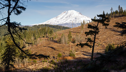 Image showing Adams Forest Clear Cut Logging Slash Land Devastation Deforestat