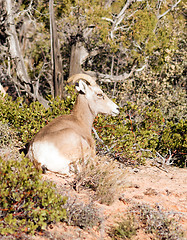 Image showing Wild Animal Alpine Mountain Goat Lays Resting High Forest