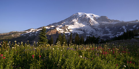 Image showing Late Summer Wildflowers Mt. Rainier National Park Skyline Trail