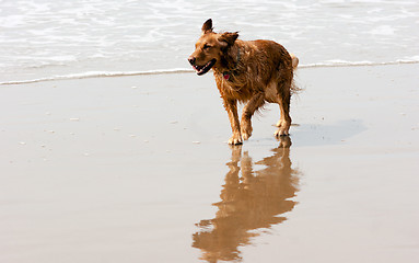 Image showing Irish Setter Golden Retriever Dog Running Ocean Surf Sandy Beach