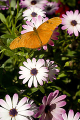 Image showing Stationary Butterfly