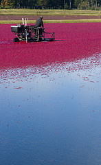 Image showing Cranberry Farmer