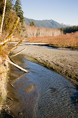 Image showing Winter Along  Mountain Stream Hoh River Banks Olympic Mountains