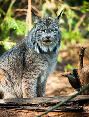 Image showing Wildcat Lynx Medium Sized Wild Animal Cat Genus Felis