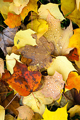 Image showing Leaves Fallen Winter Nature Ground Autumn Season Change Dew Drop