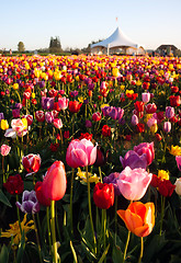 Image showing Neat Rows of Tulips Colorful Flowers Farmer's Bulb Farm