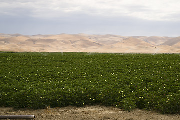 Image showing Lush Green Farm Land Agriculture Field California United States