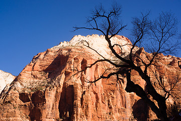 Image showing Leafless Tree Silhouette Contrast Against Red Rock Desert Mesa Z