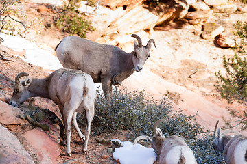 Image showing Wild Animal Alpine Mountain Goat Band Searching Food High Forest