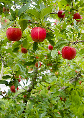 Image showing Vertical Composition Red Apples Growing Eastern Washington Fruit