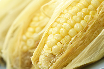 Image showing Corn